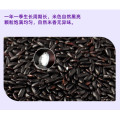 十月稻田 五常黑米 500g