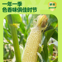 十月稻田 鲜食白糯玉米 260g