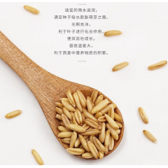 十月稻田 张家口燕麦 500g