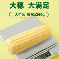 十月稻田 鲜食白糯玉米 260g