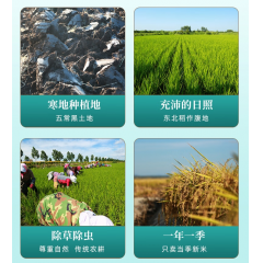 十月稻田 五常糙米 500g